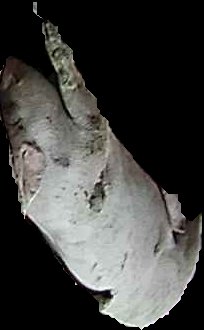 Crop