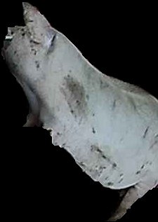 Crop