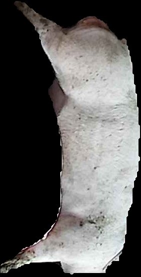 Crop