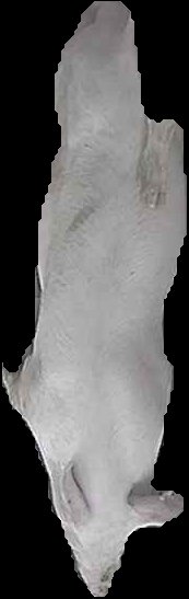 Crop