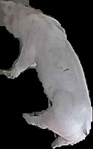 Crop