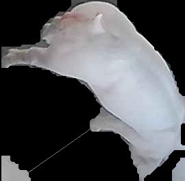 Crop