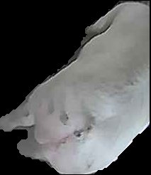 Crop