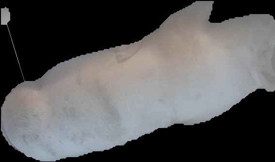 Crop
