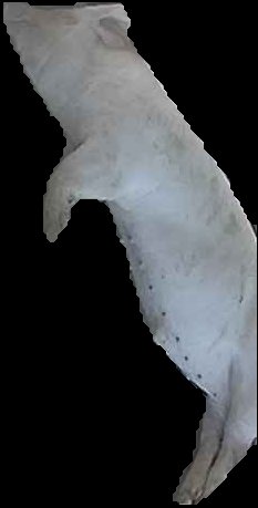 Crop