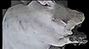 Crop