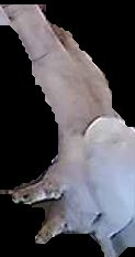 Crop