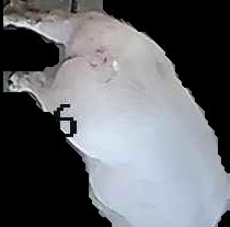 Crop