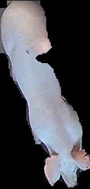 Crop