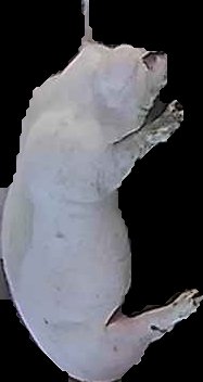 Crop