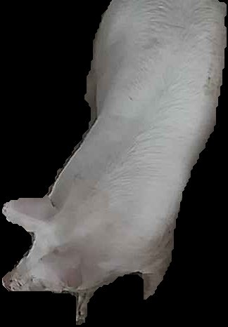 Crop