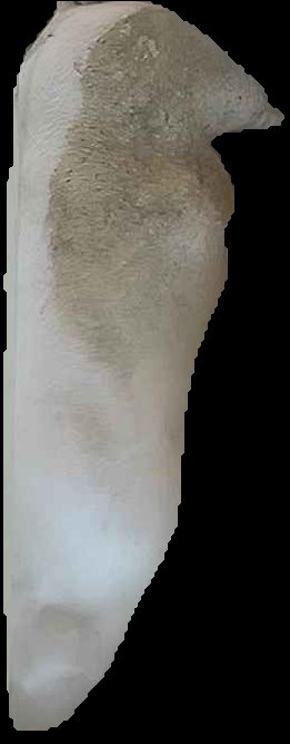 Crop