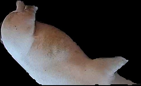 Crop