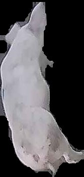 Crop