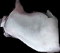 Crop