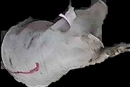 Crop