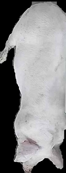 Crop