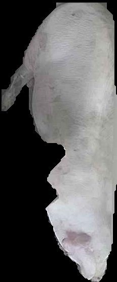 Crop
