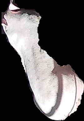 Crop