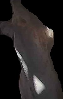 Crop