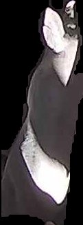 Crop