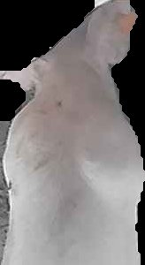 Crop