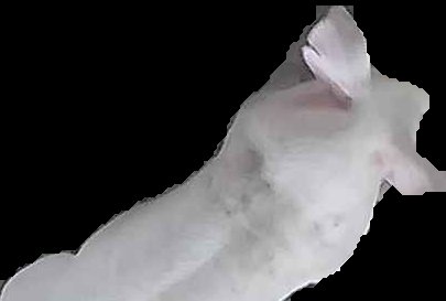 Crop