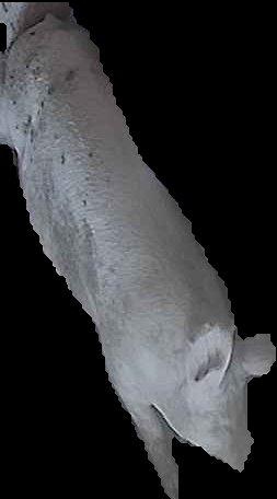 Crop