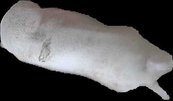 Crop