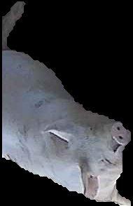 Crop