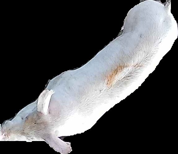 Crop