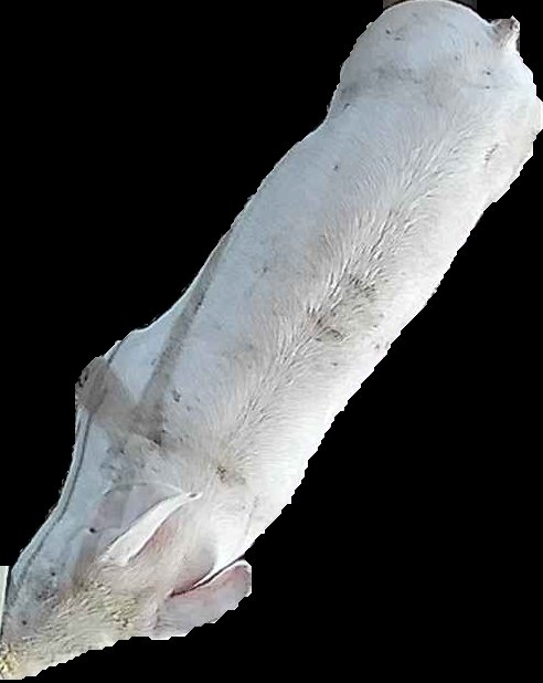 Crop