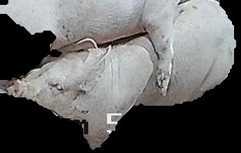 Crop