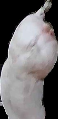 Crop