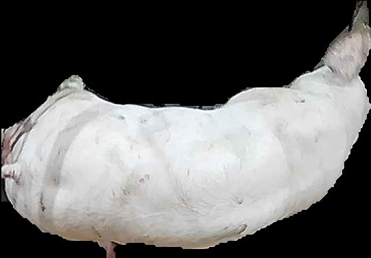 Crop