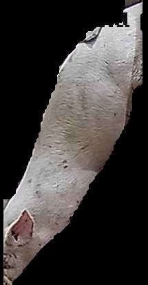 Crop