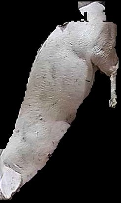 Crop