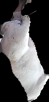 Crop