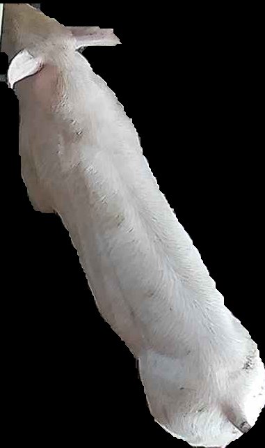 Crop