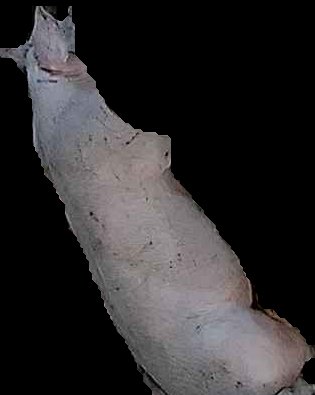 Crop