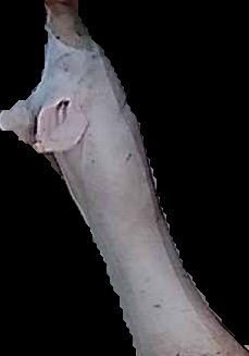 Crop