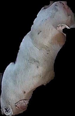 Crop