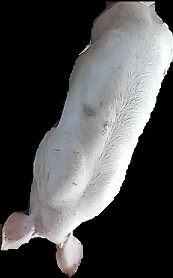 Crop