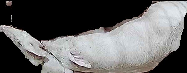 Crop