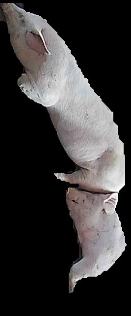 Crop
