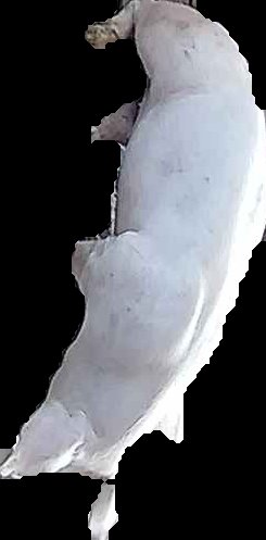 Crop