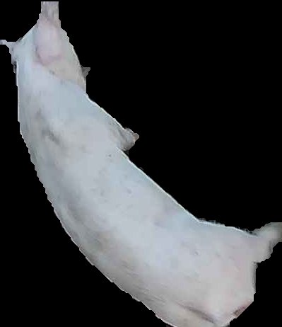 Crop