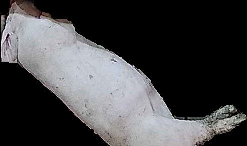 Crop