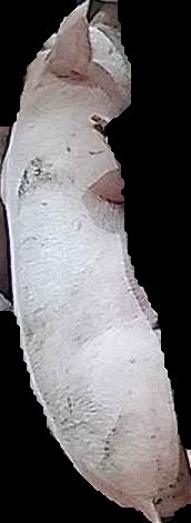 Crop