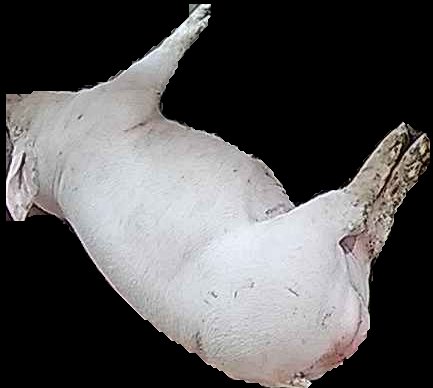 Crop